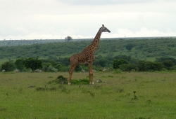 Mombasa